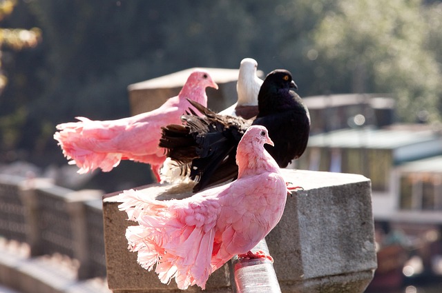 皇家马德里在圣马梅斯胜利后的录像：激情与荣耀的完美展现